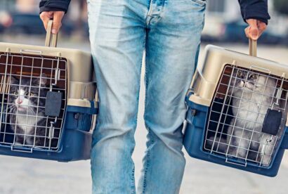 A man is transporting his cat's in a special plastic cage or pet travel carrier to a veterinary clinic