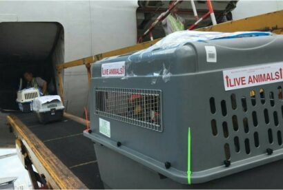 Kennel-being-loaded