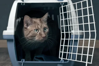 pet-relocation-service-1000x1000